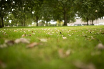 Poster - Image of a park with trees