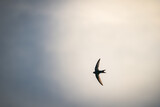 Silhouette of Swift swallow Soaring Against Soft Gradient Sky at Dusk – Minimalist Wildlife Photography