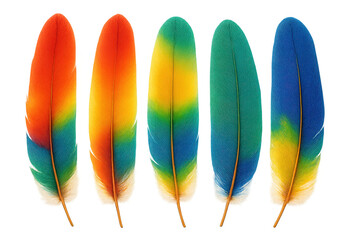Poster - Five colorful feathers with transparent background, showing gradient of primary colors, ideal for graphic design projects