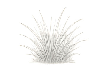 Poster - Ornamental grass featuring delicate white blades, transparent backdrop highlighting architectural design elements