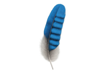Poster - Realistic illustration of a single light blue and grey feather floating on a transparent background