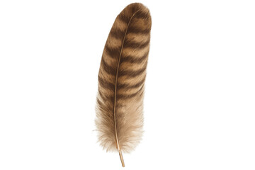 Poster - Brown feather with dark striped pattern, isolated on transparent backdrop, enhancing creative graphic design compositions