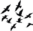 © kazi - Extensive Black White Birds Silhouette Set Vector