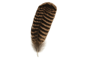 Poster - Detailed feather with brown stripes isolated on transparent background, perfect for nature-themed designs