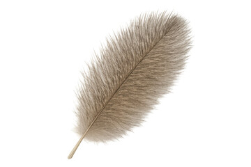 Poster - Close-up of a fluffy brown feather floating on a transparent background, perfect for design projects