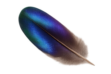 Poster - Colorful iridescent feather with green, blue and purple tones, isolated on transparent background, ideal for graphic projects