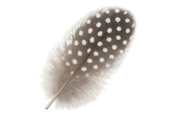 Poster - Intricate white-spotted guinea fowl feather pattern, isolated against transparent backdrop, highlighting natural plumage texture