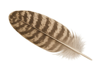 Poster - Detailed feather with intricate brown pattern, isolated on a transparent background, perfect for nature-themed designs