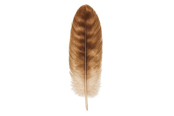 Poster - Studio shot of a brown feather with transparent background, perfect for graphic design projects