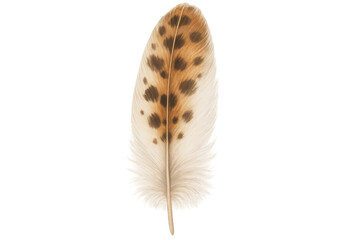 Poster - Detailed illustration of a single spotted feather, isolated on a transparent background, creating a sense of lightness and grace