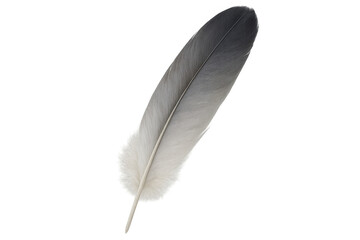 Poster - Detailed feather with transparent background, perfect for graphic design projects related to nature, birds, or flight