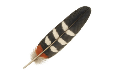 Poster - Vibrant hoopoe feather displaying black, white, orange striped pattern, transparent backdrop perfect for design work