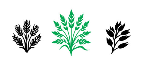 Poster - Three botanical illustrations showing wheat and leaves in black and green against a white background plain design