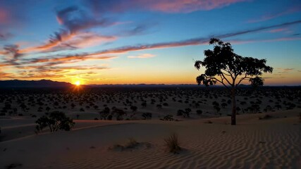 Wall Mural - a view of a lone tree in the desert at sunset