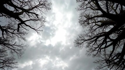 Wall Mural - there are many trees that are standing in the sky