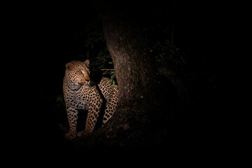 Wall Mural - Leopard in the night. Male leopard (Panthera pardus) protecting his prey in a tree after dark in Sabi Sands Game Reserve in the Greater Kruger Region in South Africa