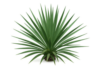 Poster - Mauritius hemp plant displaying broad, succulent green leaves, showcasing dramatic botanical structure against crisp white backdrop