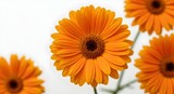 Gerbera daisy, Gerbera, Daisy, Close-up of Vibrant Orange Gerbera Daisies