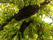© VISUAL BACKGROUND - A swarm of bees hanging from a tree branch