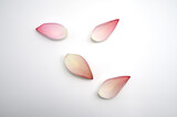 DIFFRENT LOTUS PETALS TOP VIEW WITH SELECTIVE FOCUS ON ISOLATED WHITE BACKGROUND.