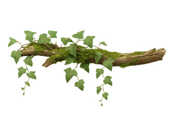 Poster - Ivy climbing on a moss-covered branch, beautifully isolated on a transparent background, highlighting the intricate details of nature