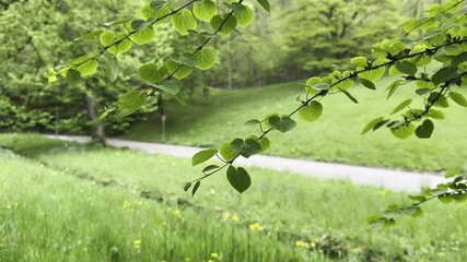 Wall Mural - tree branch with leaves is hanging over a grassy field. the field is lush and green, with yellow flo
