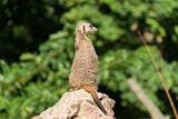 surykatka