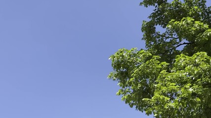 Wall Mural - tree with green leaves is in front of a blue sky. the sky is clear and bright, and the tree is the m