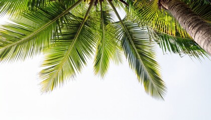 under coconut tree and coconut leaves on a white background