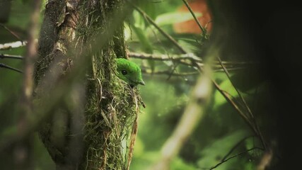 Wall Mural - whitehead's broadbill - calyptomena whiteheadi bird in calyptomenidae endemic to the mountain ranges