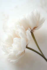Poster - Delicate white peony flowers with soft petals against light background, creating ethereal and romantic mood for wedding stationery and feminine designs.