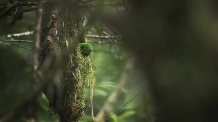 Wall Mural - whitehead's broadbill - calyptomena whiteheadi bird in calyptomenidae endemic to the mountain ranges