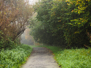 Wall Mural - A path through a forest with trees on either side. The path is covered in leaves and the trees are bare. Soft autumn mood and vibe. Nobody. S shape walkway in a park