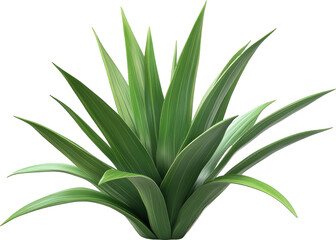 Poster - Isolated Lush Green Plant with Long, Pointed Leaves on White Background