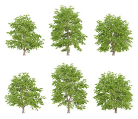 Wall Mural - realistic 3d trees illustration of tilia amurensis on transparent background