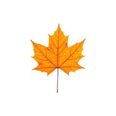 a bright orange autumn maple leaf on a white background