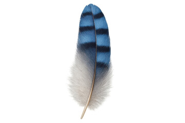Poster - Single blue jay feather isolated on transparent background, showing intricate details and vibrant colors
