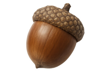 Fototapete - Ripe acorn perched under textured cap, standing isolated against transparent backdrop