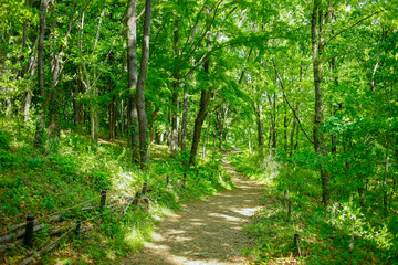  緑の森　一本道