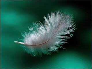 Poster - Close-up of a delicate white feather floating on a smooth green surface with soft lighting and fine detail, minimalistic natural background