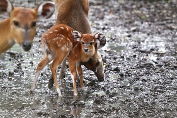 Wall Mural - A young sitatunga was seen standing in the mud, looking ahead