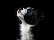 © Vlad - Dog Looking Up Black Background. Border Collie Puppy Cute Expression