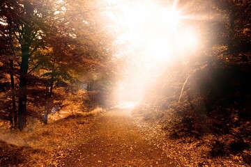 Poster - Flat design is showing leaf-covered path winding through autumn forest with sunbeams, fallen leaves