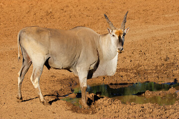 Wall Mural - a male eland antelope (tragelaphus oryx) at a muddy waterhole, mokala national park, south africa
