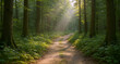 © Topdesign - Sunlight Filtering Through a Dense Forest Canopy Illuminating a Dirt Path