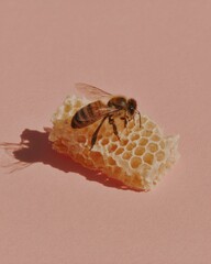 Leinwandbilder - Close-up of Bee on Natural Honeycomb Hexagonal Wax Cells with Soft Shadow on Pastel Background for Sustainable Honey Marketing and Eco-Friendly Branding