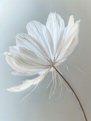 Poster - Delicate white cosmos flower with soft petals against light gray background, captured in gentle motion showing ethereal, feather-like texture and natural grace.