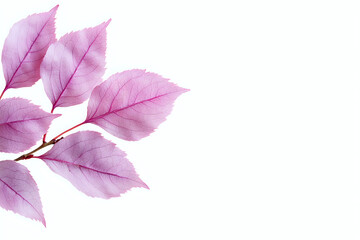 Poster - Delicate pink leaves with translucent texture on white background, showing detailed veins and natural botanical structure. Isolated design element for creative projects.