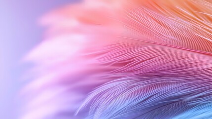 Poster - Delicate feather macro showing soft pink and blue pastel gradient with gentle texture and light effects, creating dreamy ethereal mood for romantic designs.