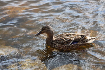 Aufkleber - A duck swimming in calm water with lily pads and greenery